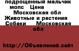 подрощенный мальчик мопс › Цена ­ 30 000 - Московская обл. Животные и растения » Собаки   . Московская обл.
